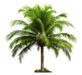 Obraz premium PNG Palm tree plant white background tranquility.
