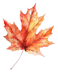 Obraz premium PNG Maple leaf plant tree.