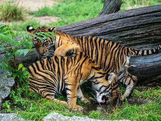 Fototapeta premium Tiger