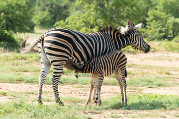 Zèbre de Burchell,.Equus quagga burchelli, Parc national Kruger, Afrique du Sud