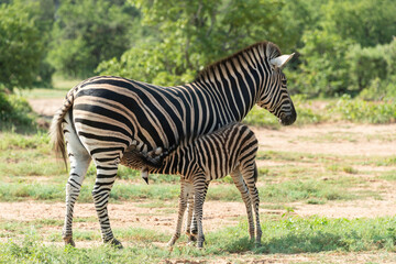 Zèbre de Burchell,.Equus quagga burchelli, Parc national Kruger, Afrique du Sud
