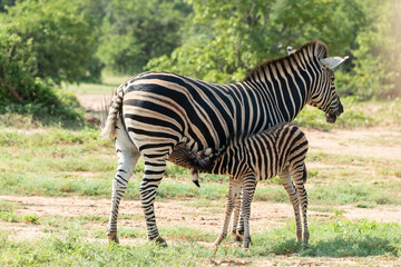 Zèbre de Burchell,.Equus quagga burchelli, Parc national Kruger, Afrique du Sud
