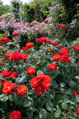 Beautiful bright orange rose flower blooming in the garden in Nagano.