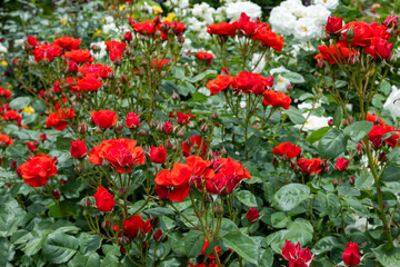 Beautiful bright orange rose flower blooming in the garden in Nagano.