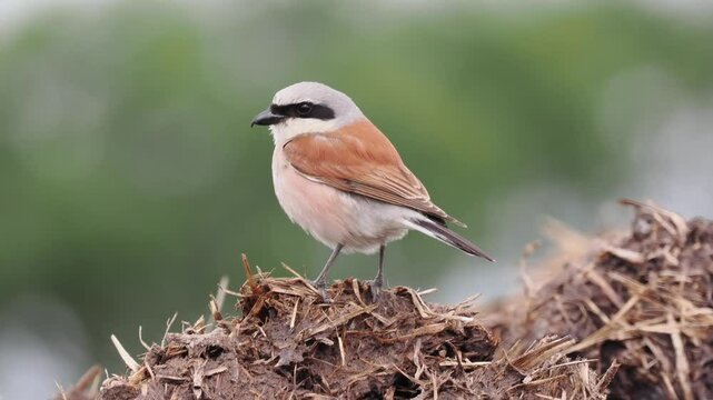 Neunt&ouml;ter (Lanius collurio)  M&auml;nnchen