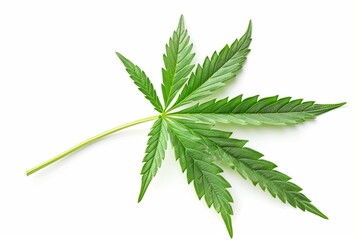 Cannabis Leaf Isolated on White Background, Simple Studio Shot with High Resolution, Ultra-Realistic and Sharp Focus, Captured with Canon EOS in Natural Lighting