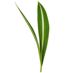 Aspidistra leaf long lance shaped leaf with glossy green surface and white stripes Aspidistra elatior