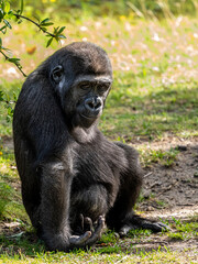 Obraz premium Gorilla