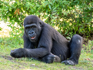 Naklejka premium Gorilla