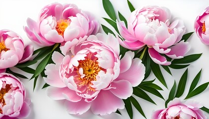 Isolate Peony Flowers On White Background