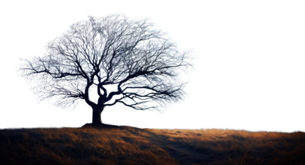 PNG The stars are on full display in the dark blue sky tree landscape outdoors.