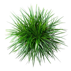 Top view of a Ponytail Palm Plant isolated on a white transparent background