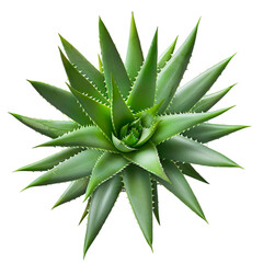 Fototapeta premium Top view of a Aloe Vera Plant isolated on a white transparent background