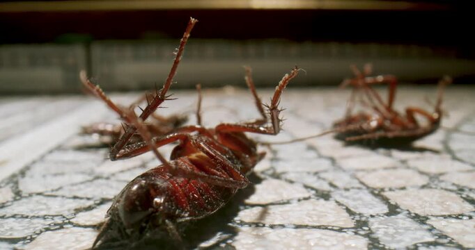 Several Cockroaches dying lying on its back on the bathroom, kitchen floor, roach poison, moving its paws. Agony. Cockroaches dying upside down, belly up. Pest control. Cockroach macro, close up. 