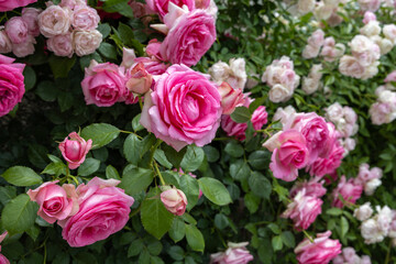 Beautiful rosette pink rose flowers blooming in a garden in Nagano.