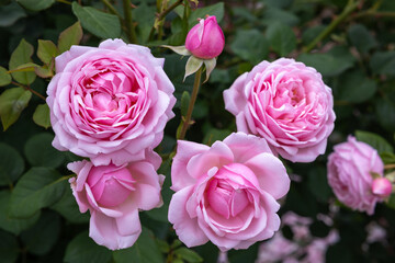 Beautiful rosette pink rose flowers blooming in a garden in Nagano.