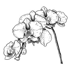 Orchid flower hand drawn vintage vector sketch drawing	