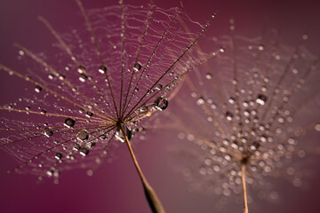 Dmuchawce, makro, fioletowe tło. Tapeta, dekoracja. © mycatherina