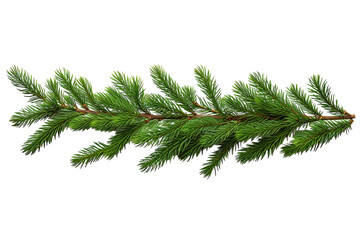 A Sprig of Evergreen in the Midst of Winter on a White or Clear Surface PNG Transparent Background.