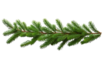 A Sprig of Evergreen in the Midst of Winter on a White or Clear Surface PNG Transparent Background.
