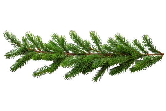 A Sprig of Evergreen in the Midst of Winter on a White or Clear Surface PNG Transparent Background.