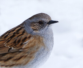 Dunnock (Prunella modularis) closeup in snow in early spring.