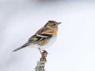 Brambling (Fringilla montifringilla) female in snowfall perched on a branch in early spring.