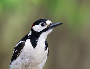Great spotted woodpecker (Dendrocopos major) male closeup in spring.