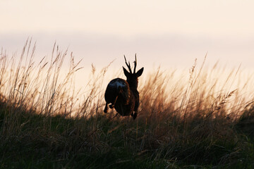 Roe deer (Capreolus capreolus) male running in the field at sunrise in spring. © Henri