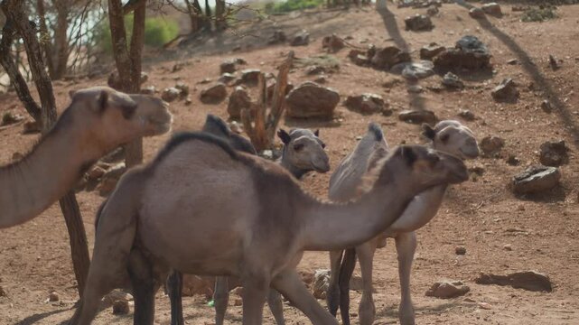 Herd of dromedary camels grazes freely in rocky area with hills among camel acacias. Slow motion. Distributed as pets throughout North Africa and Middle East