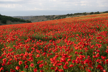 A field of red poppies with a blue sky in the background.
