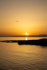 Vertical photo of a sunset on the coast with the silhouette of a seagull flying.