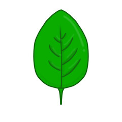 green leaf isolated on white