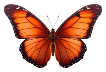 PNG Butterfly animal insect white background.