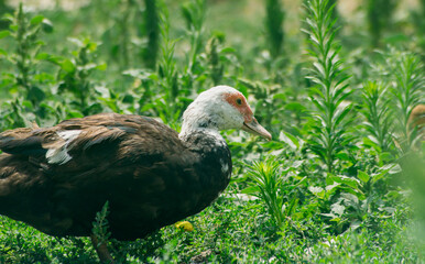 A duck with black feathers and a white head among the grass