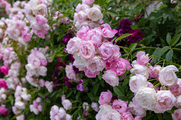 Beautiful pink cup shaped rose flowers blooming in a garden in Nagano.