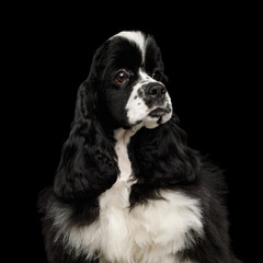 Portrait of American Cocker Spaniel dog isolated on Black Background, profile view