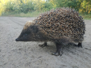 European hedgehog, Erinaceus europaeus. An animal crossing a field road