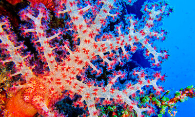 Multi-branched Coral Trees, Soft Coral, Reef Building Corals, Coral Reef, Bunaken National Marine...