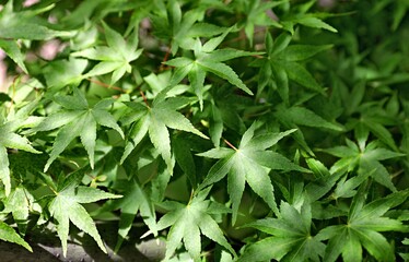 Leaves of green japanese maple tree lit by the sun's rays