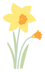 PNG Daffodil outdoors flower nature.