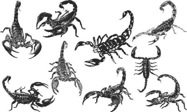 set of scorpion silhouettes vector