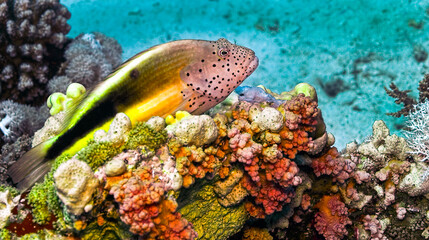 Freckedled hawkfish, Paracirrhites forsteri, Coral Reef, Red Sea, Egypt, Africa