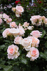 Beautiful pale pink rose flowers blooming in a garden in Nagano.
