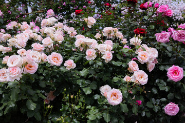Beautiful pale pink rose flowers blooming in a garden in Nagano.
