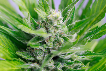 Marihuana Cannabis Blüte Makro Reif