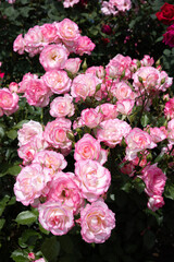 Beautiful pink-edged rose flowers blooming in a garden in Nagano.