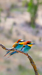 Bee-eater, Merops apiaster, Mediterranean Forest, Castilla y Leon, Spain, Europe