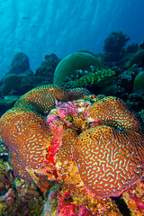 Coral Reef, Reef Building Coral, South Ari Atoll, Maldives, Indian Ocean, Asia