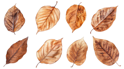 set of dry leaves, dead, dehydrated and discolored fallen leaves, common during fall season, transparent background or PNG file.